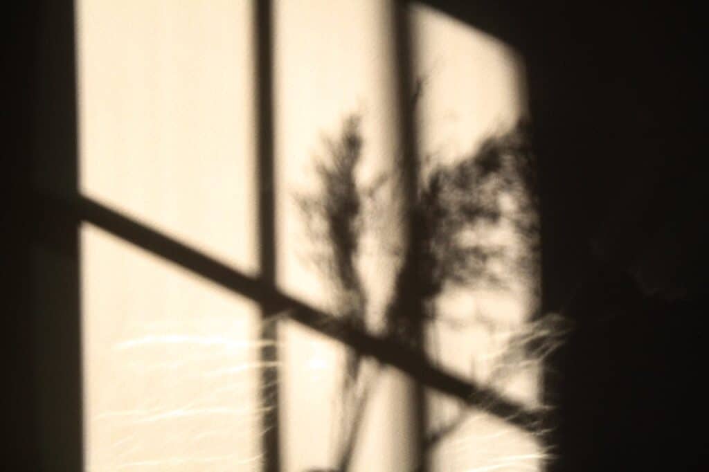 Soft shadow of a plant cast on a wall, symbolizing mindfulness and reflection in DBT therapy.