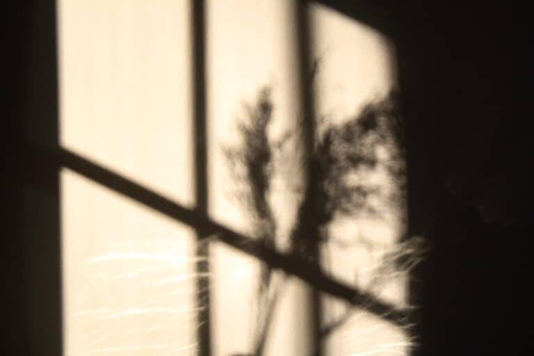 Soft shadow of a plant cast on a wall, symbolizing mindfulness and reflection in DBT therapy.
