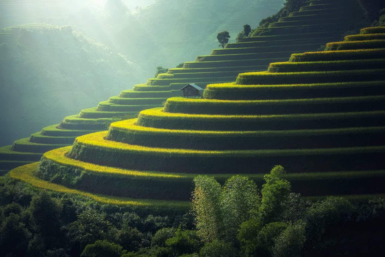 Terraced green fields with soft sunlight symbolizing calm and progress in OCD therapy