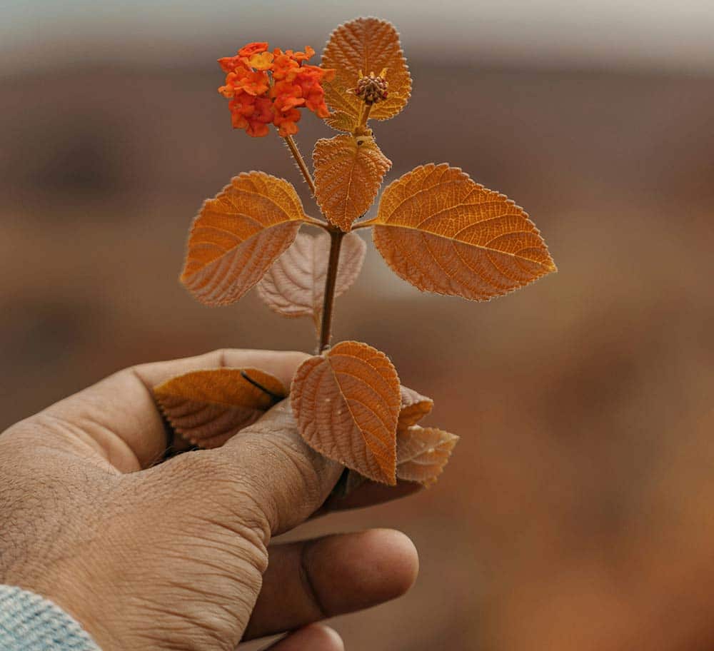 Hand holding a branch with green leaves and an orange flower, natural light highlighting texture and vitality