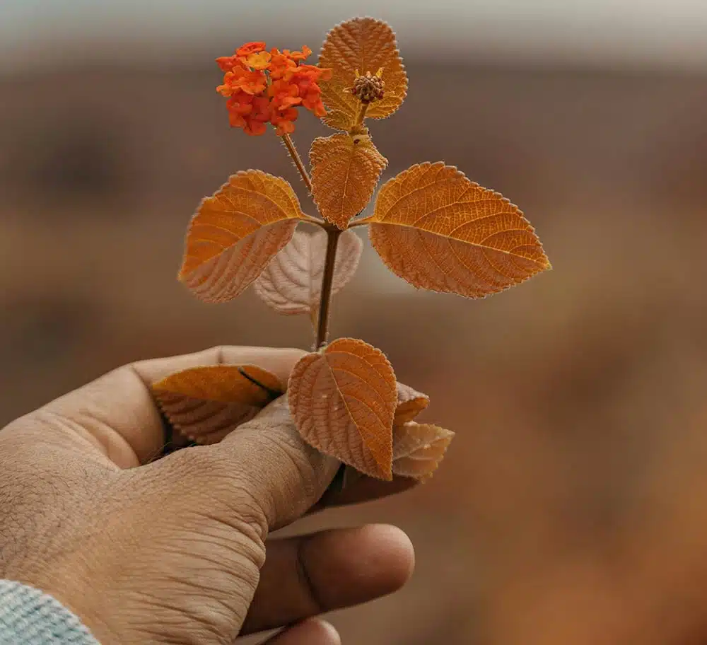Hand holding a branch with green leaves and an orange flower, natural light highlighting texture and vitality
