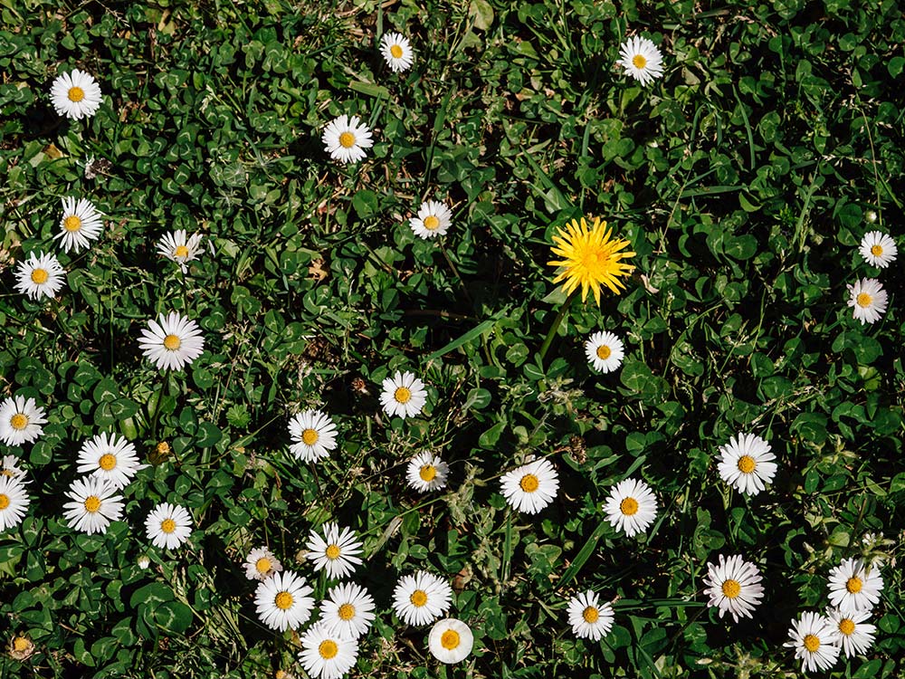  Blooming daisies in sunlight symbolize hope, renewal, and emotional growth through supportive connection.