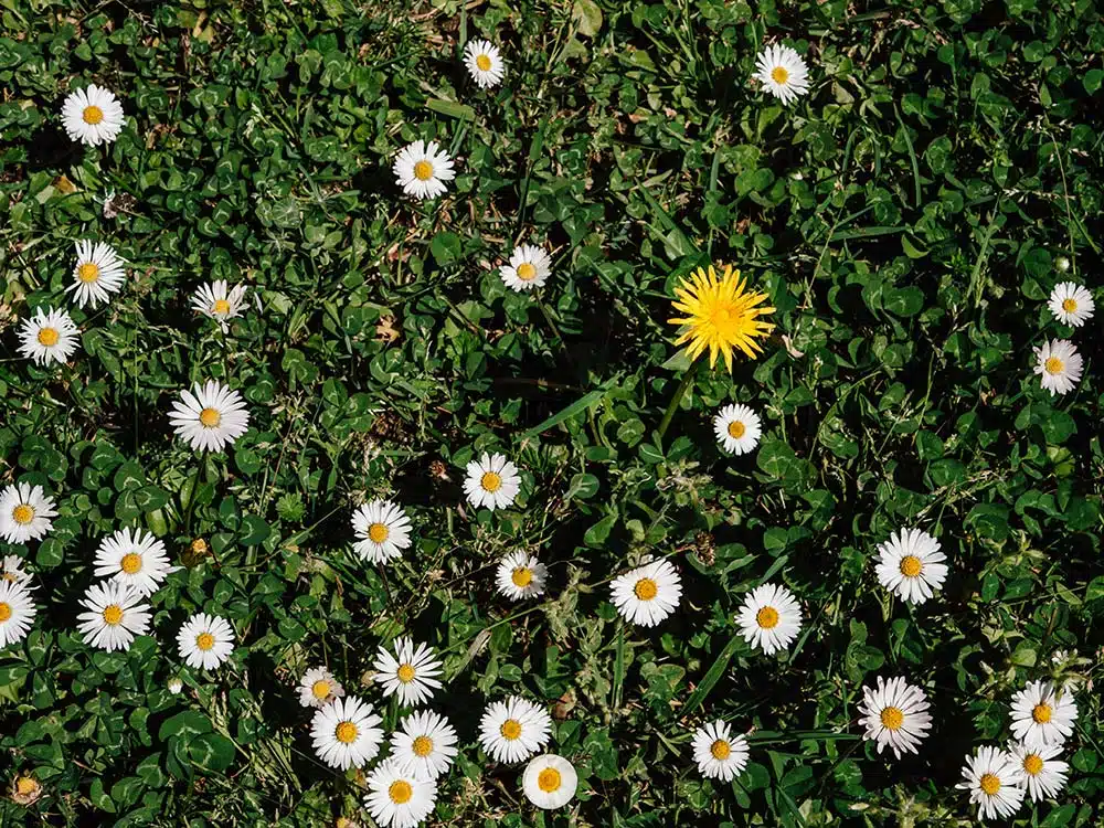  Blooming daisies in sunlight symbolize hope, renewal, and emotional growth through supportive connection.