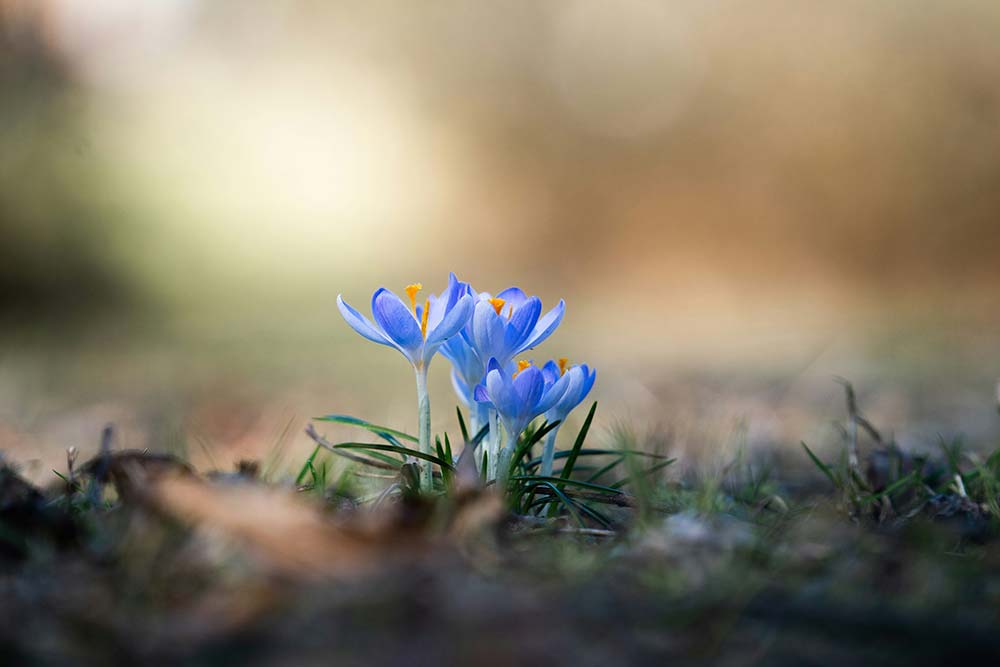 Delicate blue crocuses bloom in soft sunlight