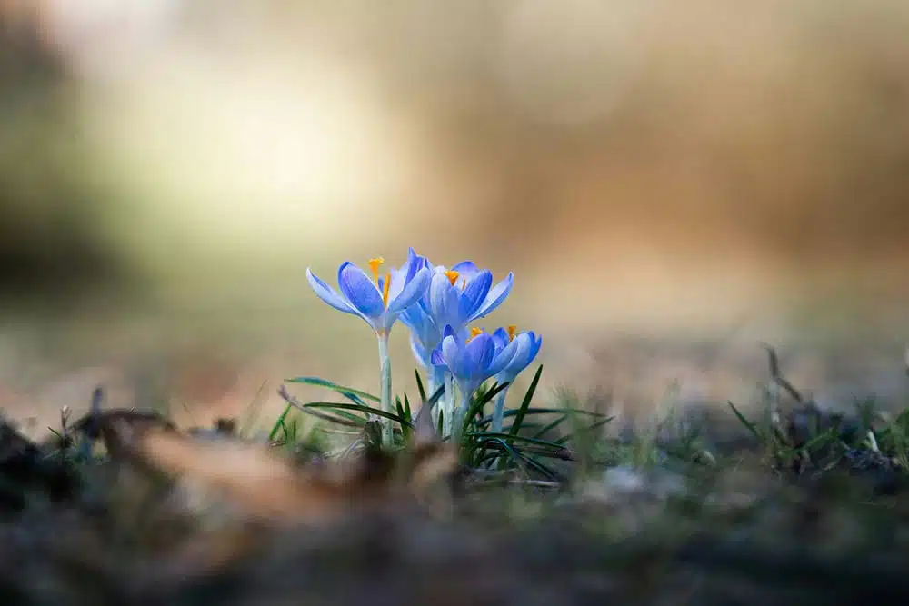 Delicate blue crocuses bloom in soft sunlight