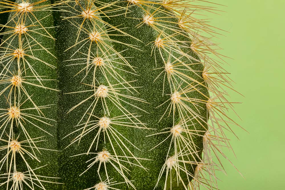 Close up of a green cactus with sharp spines