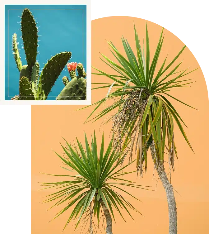 a couple of palm trees sitting next to each other