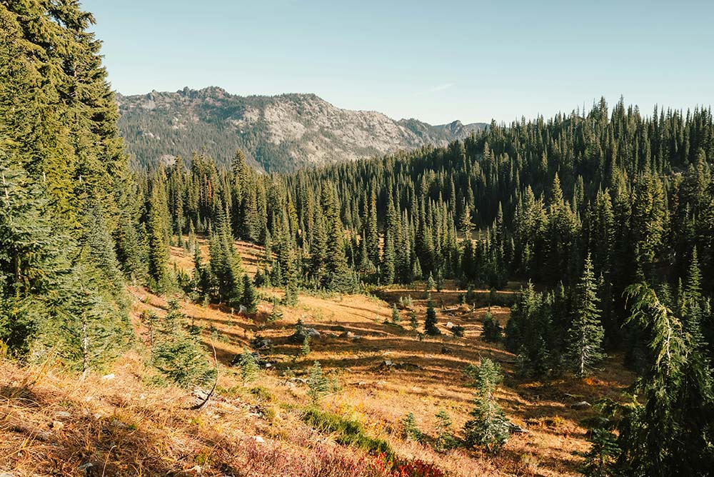 a forest filled with lots of tall trees