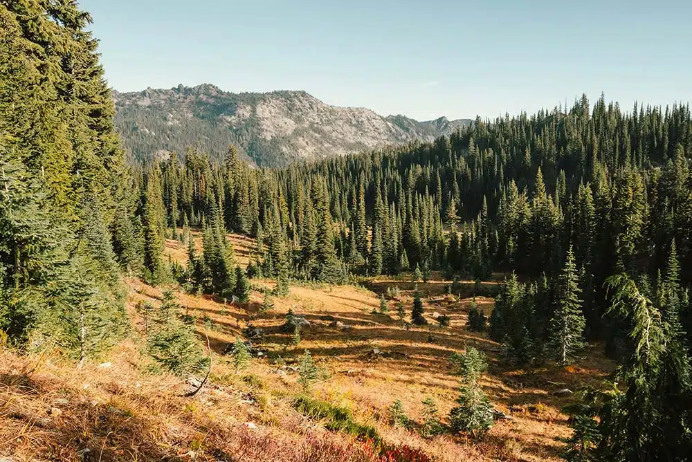 a forest filled with lots of tall trees