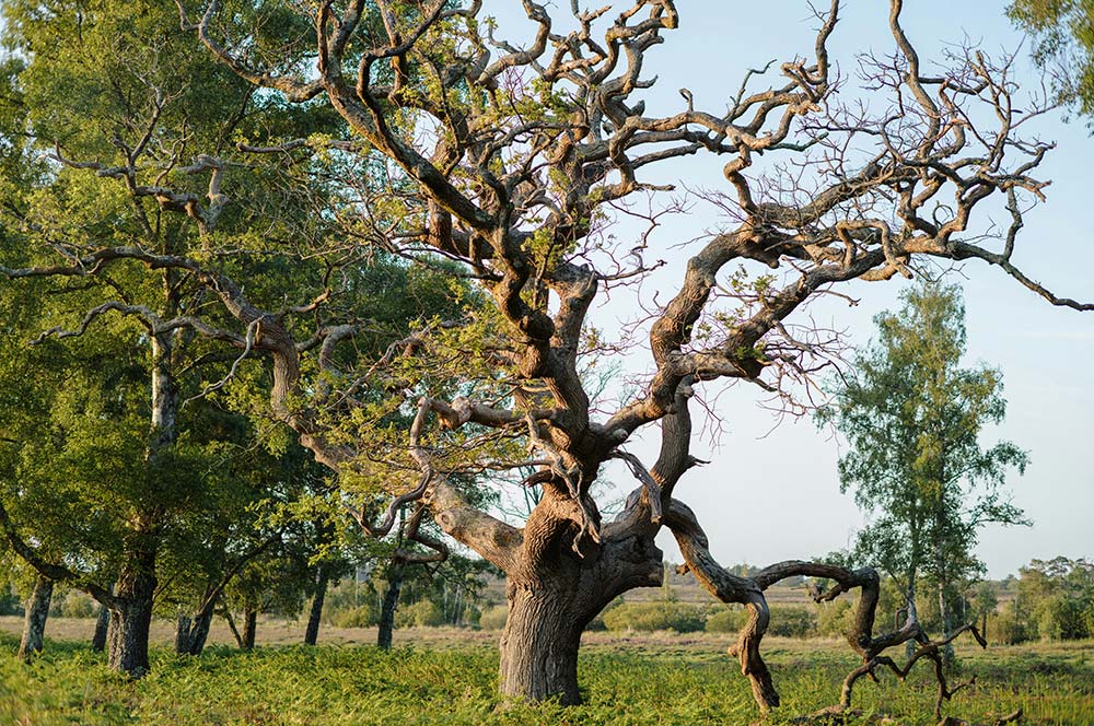 ancient gnarled tree with bare branches in a green field