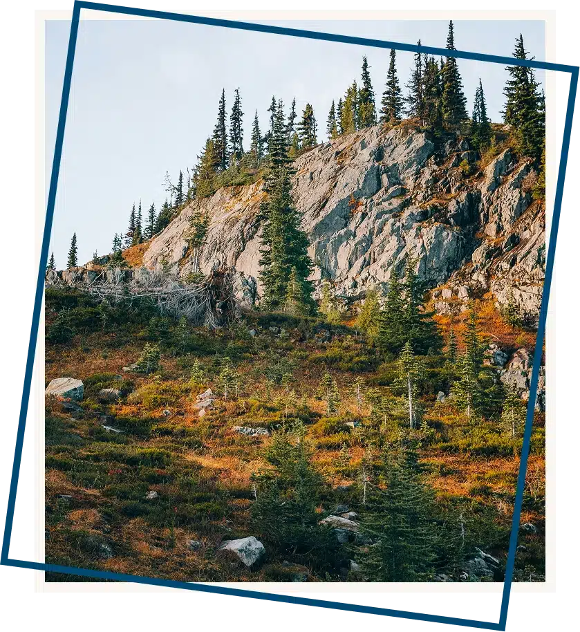 a rocky hillside with trees and rocks